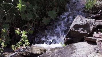 un' bellissimo ruscello fluente veloce lungo verde erba e rocce. clip. estate naturale sfondo di montagnoso fiume e pietre a il nazionale parco. video