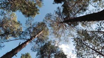 Visualizza a partire dal sotto attraverso il favoloso pino foresta per il cielo blu nuvoloso cielo. clip. telecamera rotante, alto verde alberi nel un' estate foresta. video