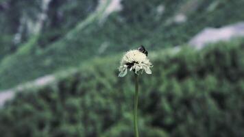 fechar acima do uma abelha sentado em uma fofo flor em borrado fundo do verde montanha declive. grampo. selvagem natureza com a inseto em uma plantar. video
