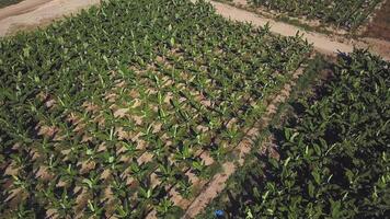 Aerial view of a green corn field on a hot summer day. Clip. Flying over a field with rows of growing plants, concept of agriculture. video