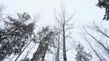 boomstammen en tops van de hoog dennen in de winter besneeuwd Woud tegen de bewolkt lucht. media. bodem omhoog visie Bij bewolkt winderig dag. video
