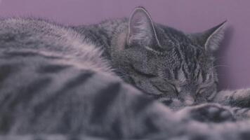 gato acostado y dormido en el piso en frente de púrpura pared. valores imágenes. cerca arriba de acogedor y perezoso mascota de gris color descansando tomando un siesta. video