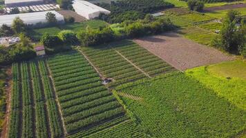 Top view of many agricultural fields. Clip. Many varieties of vegetables and fruits are grown in agricultural fields with greenhouses. Agricultural fields with wide variety of greenery and plant video