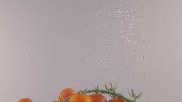 A branch of cherry tomatoes falling into transparent water on light grey wall background. Action. Fresh organic berries with green stem splashing in aquarium, grocery store, healthy food video