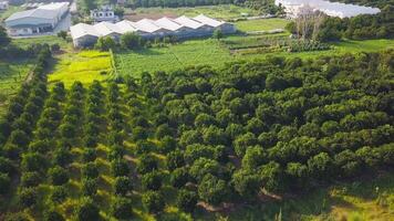 Haut vue de beaucoup agricole des champs. agrafe. beaucoup variétés de des légumes et des fruits sont grandi dans agricole des champs avec serres. agricole des champs avec large variété de verdure et plante video