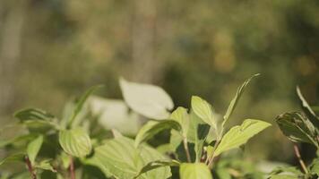 Close up of fresh green shrub leaves and summer trees on the background. Action. Green natural background with tree leaves swaying in the wind. video