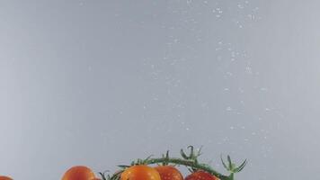 A branch of cherry tomatoes falling into transparent water on light grey wall background. Action. Fresh organic berries with green stem splashing in aquarium, grocery store, healthy food video