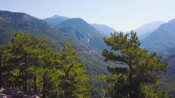 Top view of mountain valley covered with greenery. Clip. Behind pine trees, there is breathtaking view of green mountain valley on sunny day. Beautiful mountain landscape covered with greenery on video