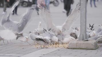 Flock of seagulls eating food in the city street and people walking on the background. Action. Many white birds eating bread crumbs. video