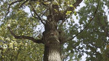 Tree with green leaves and sunlight in a summer forest. Action. Bottom view of an oak tree trunk and green leaves on blue sky background. video