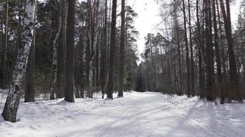 snö täckt väg i skog i vinter- kall väder. handling. blandad träd växande längs de tömma vit väg, skönhet av natur. video