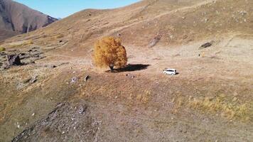 aereo Visualizza di un' auto parcheggiata su un' collina vicino il bellissimo albero con giallo le foglie. azione. auto turismo e viaggio concetto, montagna pendenza con giallo erba. video