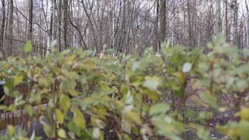 dichtbij omhoog van groen en geel struiken en kaal bomen Aan de achtergrond. actie. focus in beweging van zwaaiend bladeren van struiken naar de herfst Woud. video