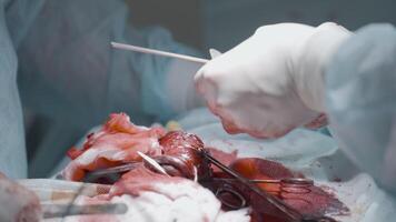 Nahansicht Betrieb mit Blut und Fleisch. Aktion. Chirurgen halt Blutung und Schnitt blutig Fleisch oder Organ. Komplex Betrieb mit blutig Eingeweide video