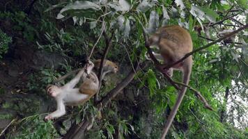 Monkeys on tree branches with food. Action. Monkeys are treated to treats from tourists in jungle. Monkeys in trees by hiking trails video