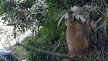 singes sur arbre branches avec aliments. action. singes sont traité à traite de touristes dans jungle. singes dans des arbres par randonnée les sentiers video