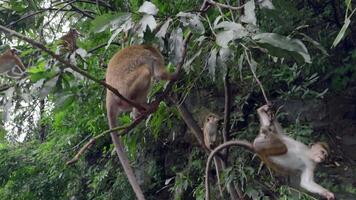 Monkeys on tree branches with food. Action. Monkeys are treated to treats from tourists in jungle. Monkeys in trees by hiking trails video