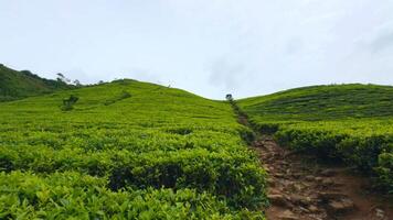 Beautiful trails on tea plantations with green bushes. Action. Dirt trails among green tea bushes. Beautiful walk on terraces of tea plantation video
