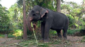 olifant eet riet in oerwoud. actie. olifant boerderij voor toeristen in zuidelijk land. olifanten eten riet Aan boerderij video