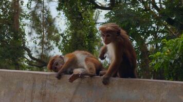 Beautiful red monkeys in tropical park. Action. Wild monkeys on hiking trails in jungle. Beautiful playful monkeys in tropical places video