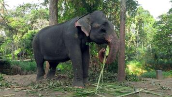 Elephant eats reeds in jungle. Action. Elephant farm for tourists in southern country. Elephants eat cane on farm video