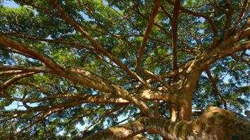 beaucoup de arbre branches dans parc. action. tropical des arbres dans touristique parc sur ensoleillé été journée. magnifique branches de tropical des arbres dans parc video