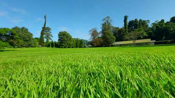 detailopname van mooi groen gazon in park. actie. beweging Aan oppervlakte van groen gazon in park Aan zonnig zomer dag. mooi gemanicuurd gazon in park video