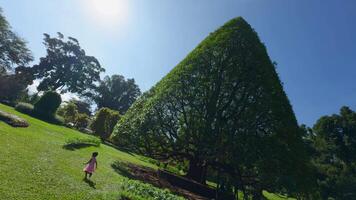 potati albero nel parco. azione. forma di albero nel ben tenuto città parco su estate giorno. triangolare albero nel parco con vacanzieri su soleggiato giorno video