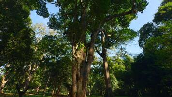 mooi bomen in tropisch park Aan zonnig dag. actie. boom boomstammen in tropisch groen park Aan zonnig dag. goed onderhouden park in tropisch klimaat video