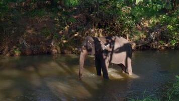 elefante nada dentro rio dentro selva. Ação. bebê elefante sprays ele mesmo com água com tronco dentro rio. bebê elefante nada sozinho entre tropical selva com rio video