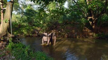 pequeno elefante dentro rio. Ação. bebê elefante é jogando dentro rio dentro selva. pequeno elefante é jogando sozinho dentro rio dentro selva video