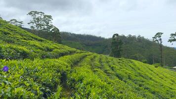 pittoreske visie van thee velden. actie. lijnen met groen struiken Aan terrassen van thee plantages. mooi groen terrassen met struiken en bloeiend thee video