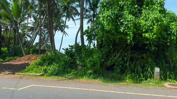 route voyage sur Sud île avec paume des arbres. action. magnifique paysage de côte avec paume des arbres de équitation vélo. vue de voiture de Maisons et paume des arbres de Sud côte video