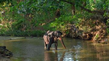 pequeño elefante en río. acción. bebé elefante es jugando en río en selva. pequeño elefante es jugando solo en río en selva video