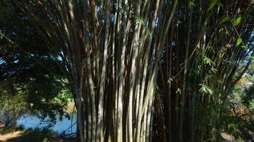 beaucoup de arbre branches dans parc. action. tropical des arbres dans touristique parc sur ensoleillé été journée. magnifique branches de tropical des arbres dans parc video