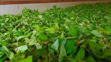 Close-up of collected green tea leaves. Action. Piles of collected green leaves in warehouse. Warehouse with collected tea leaves. Tea plantation and production video