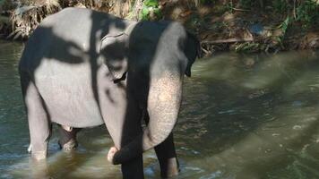 poco elefante nel fiume. azione. bambino elefante è giocando nel fiume nel giungla. poco elefante è giocando solo nel fiume nel giungla video