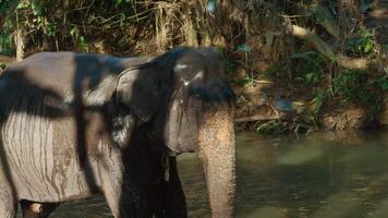 Elephant swims in river in jungle. Action. Baby elephant sprays himself with water with trunk in river. Baby elephant swims alone among tropical jungle with river video