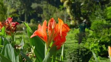 lindo flores em fundo do jardineiro dentro parque. Ação. brilhante flores dentro bem mantido turista parque. lindo botânico panorama do parque com flores em ensolarado verão dia video