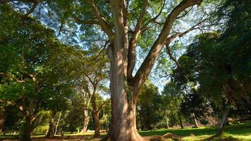 Beautiful trees in park on sunny summer day. Action. Beautiful soothing landscape of green park with large trees on sunny day. Well-maintained park with green trees on sunny summer day video