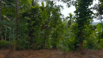 Passing by forest with lush tropical vegetation. Action. Concept of travelling. video