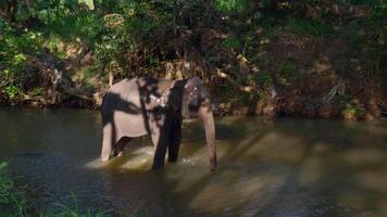 olifant nemen een bad in een vijver in de nationaal park, zuiden Afrika. actie. verkennen wild wereld, concept van reizend. video