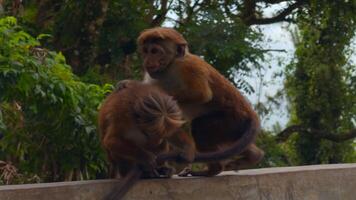 A wild monkey on a stone wall in Nepal Kathmandu, Asia. Action. Wild animals and green nature. video