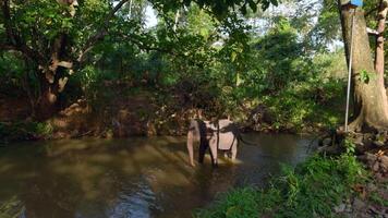 hermosa juguetón elefante baños en el río. acción. tropical verde bosque y sucio marrón río. video