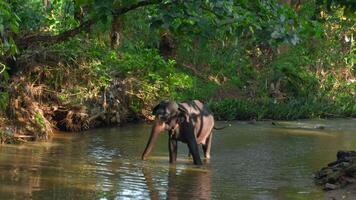 magnifique espiègle l'éléphant baignade dans le rivière. action. tropical vert forêt et sale marron rivière. video