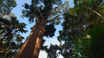 luz solar brilha dentro uma lindo velho crescimento floresta. Ação. sequóia maciço verde árvores em uma verão ensolarado dia. video