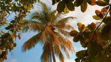 Palm trees in tropical jungle forest in a sunny day. Action. Green fresh leaves swaying in the wind. video