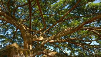 verde selva arboles en contra azul cielo y brillante Dom. acción. muchos estrecho ramas de un hermosa grande árbol. video