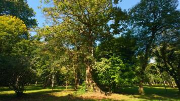 Beautiful trees in park on sunny summer day. Action. Beautiful soothing landscape of green park with large trees on sunny day. Well-maintained park with green trees on sunny summer day video