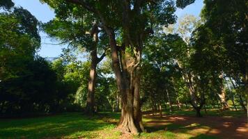 Beautiful trees in tropical park on sunny day. Action. Tree trunks in tropical green park on sunny day. Well-maintained park in tropical climate video